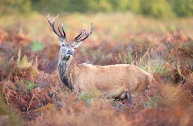 Geyik geyiği, sonbaharda İngiltere 'deki monotonluk döneminde parantez içinde duruyor..