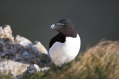İngiltere 'de bir uçuruma konmuş bir Razorbill' in portresi..