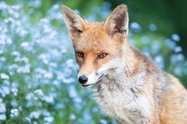 Bahçedeki şirin kırmızı tilkinin yakın plan görüntüsü, arka planda çiçek açan unutma beni çiçekleri, İngiltere.