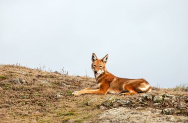 Etiyopya 'nın Etiyopya' daki Bale Dağları 'ndaki nadir ve nesli tükenmekte olan bir Etiyopya kurdunun yakın çekimi..