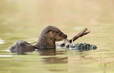 Dev su samuru (Pteronura brasiliensis) Brezilya, Pantanal 'da bir nehirde balık yiyor..