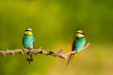 Avrupa 'nın renkli arı yiyicileri Bulgaristan' da yaz boyunca dala tünediler