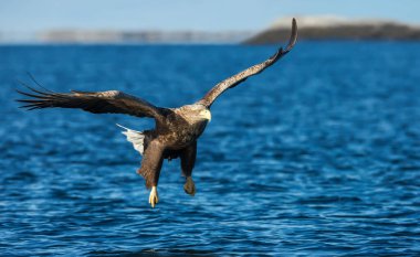 Norveç 'te beyaz kuyruklu deniz kartalı uçuyor..