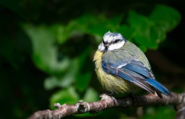 Portrait of a blue tit juvenile perched on a tree branch, UK.