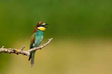 Bulgaristan 'da yaz aylarında ağaç dalına tünemiş renkli arı yiyiciler çağırıyor