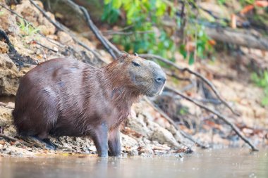 Brezilya, Pantanal 'da bir nehir kıyısında duran Capybara' nın yakın çekimi