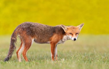 İngiltere 'de bir çayırda yeşil çimlerin üzerinde duran neşeli, genç bir kızıl tilkinin yakın çekimi..
