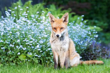 Bahçedeki yeşil çimlerin üzerinde sakince oturan sevimli kırmızı tilkinin yakın plan görüntüsü, arka planda çiçek açan unutma beni çiçekleri, İngiltere.