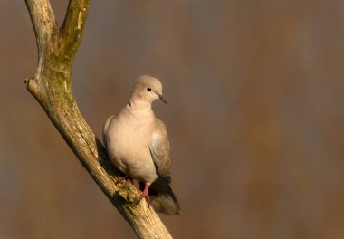 Avrasya yakalı güvercini (Streptopelia decaocto) İngiltere 'de bir ağaç dalına tünemiştir..