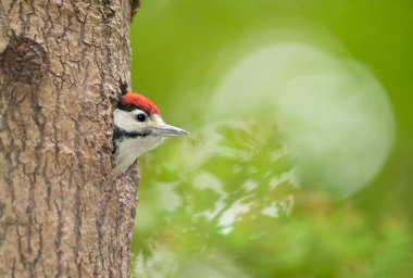 Büyük benekli ağaçkakan piliç baharda İngiltere 'de bir ağaç deliğinde oturuyor..