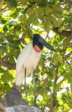 Pantanal, Brezilya 'da bir ağaç dalına tünemiş bir Jabiru' nun yakın çekimi.