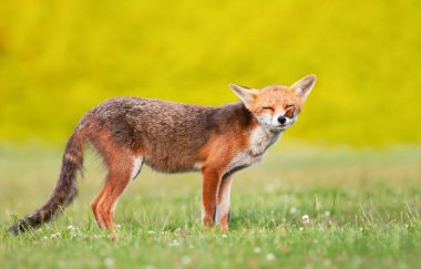 Yeşil bir çayırda duran, burnunda kelebek olan genç ve şirin bir tilkinin portresi.