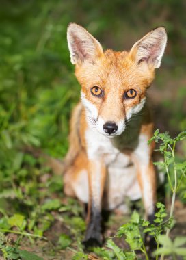 İngiltere 'de bir çayırda oturan sevimli, genç bir kızıl tilkinin yakın çekimi.