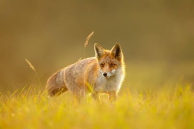 Altın bir günbatımında çayırda dikilen kırmızı tilkinin yakın çekimi 