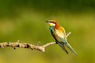 Avrupa 'nın renkli arı yiyicisi yaz boyunca Bulgaristan' da dala tünedi