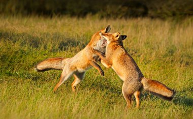 İki sevimli kızıl tilki yavrusuna yakın çekim