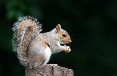 İngiltere 'de ağaç kütüğünde fındık yiyen gri sincap..