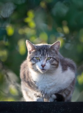 İngiltere 'de bir bahçe kulübesinin çatısında oturan tekir kedinin yakın çekimi..