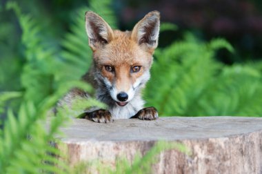 İngiltere 'de bir ormanda ağaç kütüğünün üzerinde duran sevimli kırmızı tilki portresi..