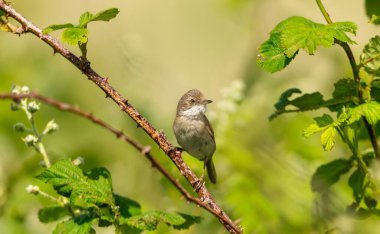 İngiltere 'de bir çayırdaki bir çayıra tünemiş sıradan bir boğazın yakın çekimi..