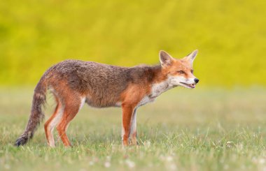 İngiltere 'de bir çayırda yeşil çimlerin üzerinde duran neşeli, genç bir kızıl tilkinin yakın çekimi..