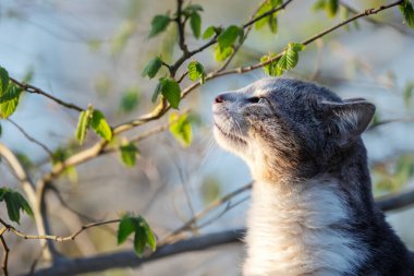 Bir tekir kedinin taze yeşil yaprakların yanında bahar güneşinin tadını çıkarırken yakın plan görüntüsü.