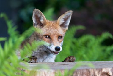 İngiltere 'de bir ormanda ağaç kütüğündeki şirin kırmızı tilki portresi..