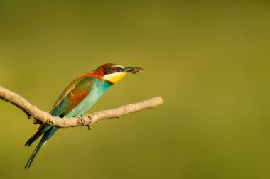Bulgaristan 'da yaz aylarında ağaç dalına tünemiş gagasında arı olan renkli bir arı yiyici.