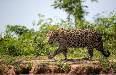 Nehir kıyısında yürüyen bir jaguarın (Pantanal, Brezilya) yakın çekimi.