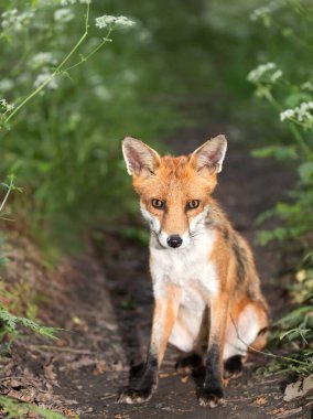 İngiltere 'de bir çayırda oturan sevimli, genç bir kızıl tilkinin yakın çekimi.