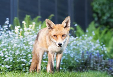 Bahçedeki yeşil çimlerin üzerinde sakince duran sevimli kırmızı tilkinin yakın plan görüntüsü, arka planda çiçek açan unutma beni çiçekleri, İngiltere.