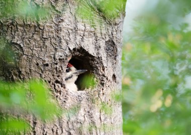 Büyük benekli ağaçkakan piliç baharda İngiltere 'de bir ağaç deliğinde oturuyor..
