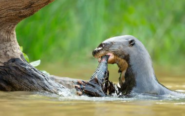 Brezilya, Pantanal 'da bir nehirde balık yiyen dev bir su samurunun yakın çekimi.