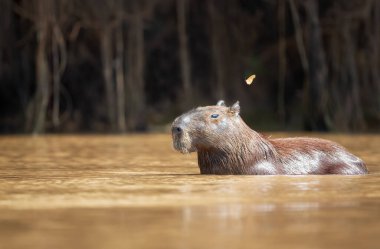 Brezilya, Pantanal sulak alanlarında suda duran bir Capybara 'nın yakın çekimi.