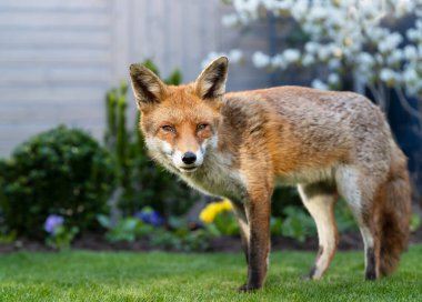 Bahçedeki yeşil çimlerin üzerinde duran kırmızı tilki, canlı bahar çiçekleri ve İngiltere 'de çiçek açan kiraz ağacı tarafından çerçevelenmiş..