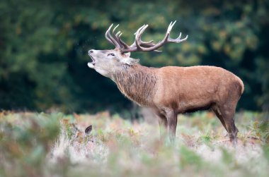 Red deer stag calling during the rut in autumn, UK.