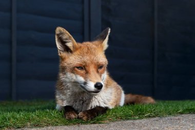 İngiltere 'deki bir bahçedeki yeşil çimlerin üzerinde sakince yatan sevimli kırmızı tilki portresi..