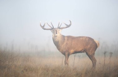 İngiltere 'deki sonbahar monotonluğu sırasında sisin içinde bir geyiğin portresi..