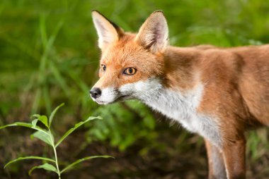 İngiltere 'de bir ormanda duran genç ve şirin bir tilkinin portresi..