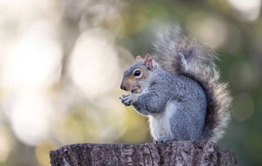 İngiltere 'de ağaç kütüğünde fındık yiyen gri sincap..