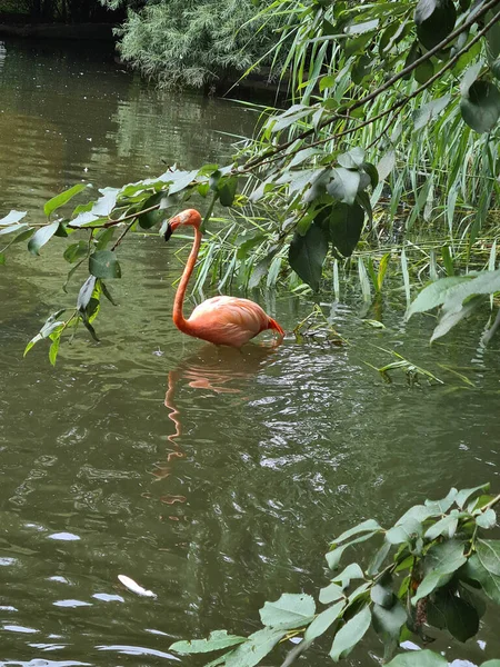Flamingo Swimming Water — Stock Photo, Image