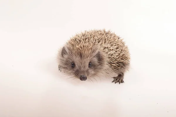Small Cute Hedgehog Photographed White Background — Stock Photo, Image