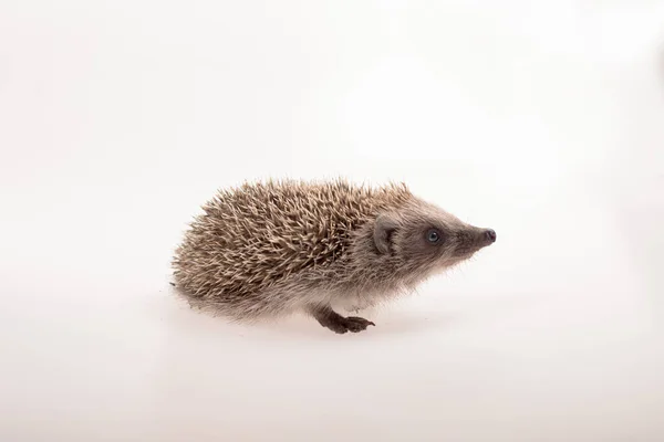 Small Cute Hedgehog Photographed White Background — Stock Photo, Image