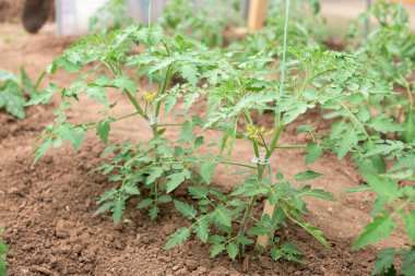 Bir serada yetişen genç domates bitkileri - kök, çiçek, yapraklar, çiçekler