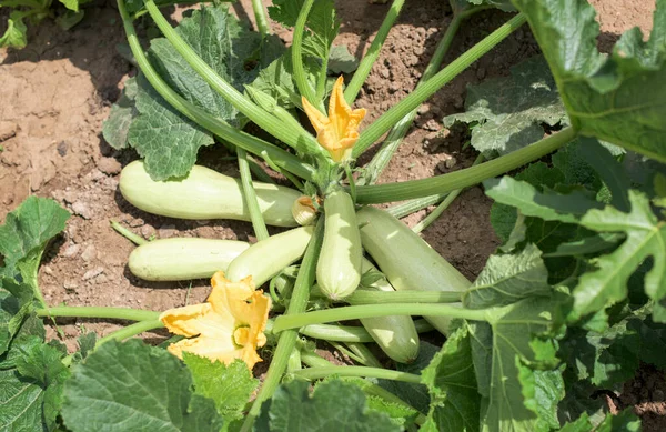 Ein Teil Der Zucchini Pflanze Gemüsegarten Blätter Stängel Blüten Früchte — Stockfoto
