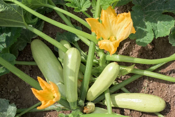 Část Rostliny Cukety Zeleninové Zahradě Listy Stonek Květ Ovoce Royalty Free Stock Obrázky