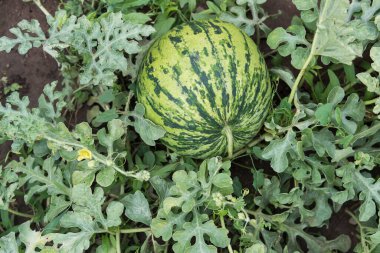 Meyveli, yapraklı, saplı ve çiçekli karpuz bitkisi bir sebze bahçesinde.
