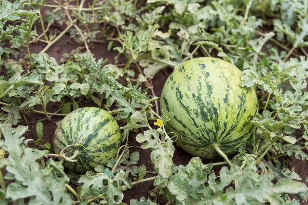 Watermeloen Plant Met Fruit Blad Stengels Bloemen Een Moestuin — Stockfoto