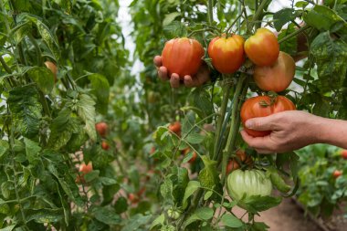 Bir çiftçi olgun bir domatesi elinde tutuyor. Domates bitkisi bir serada..