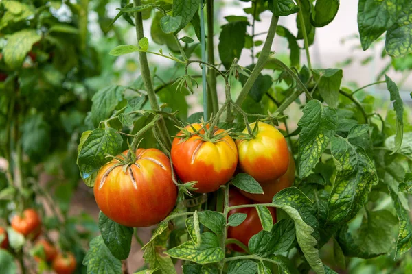 Planta Tomate Com Frutos Vermelhos Maduros Cultivados Estufa — Fotografia de Stock